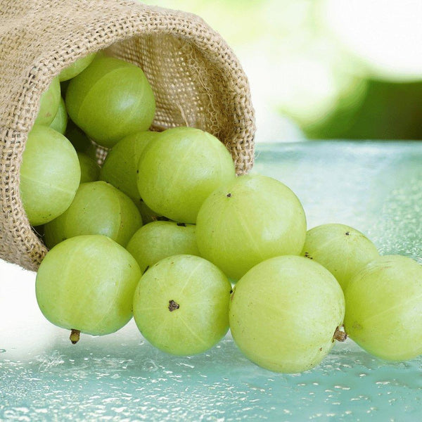 AMLA POWDER BENEFITS: The Most Underrated Super Berry You Need In Your Diet