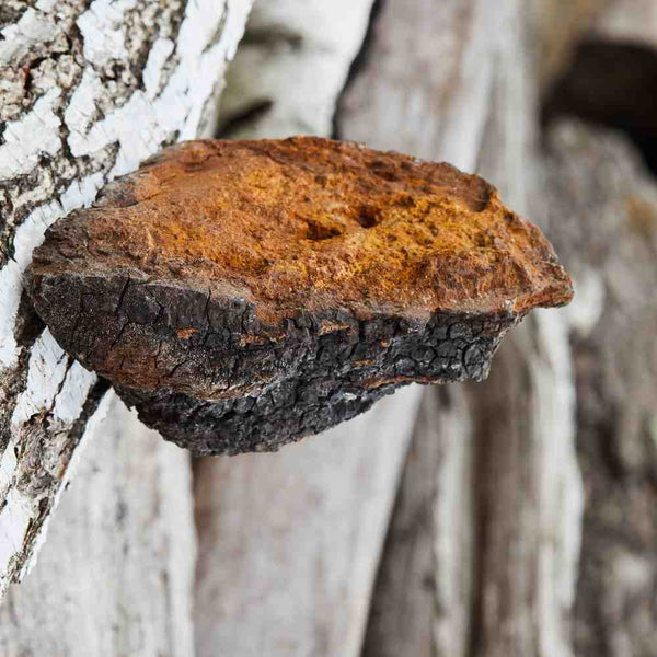The Extraordinary Chaga Mushroom: A Comprehensive Guide to Its Health Benefits
