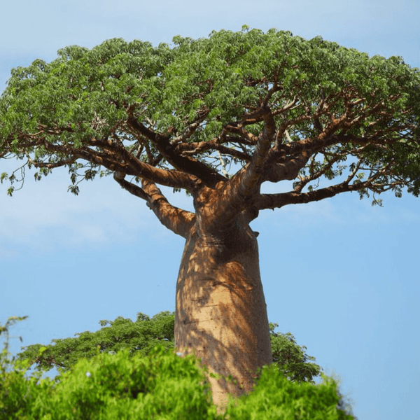 Fascinating Benefits of Baobab | Why is it Called “The Tree of Life” in its Native Country of Africa?