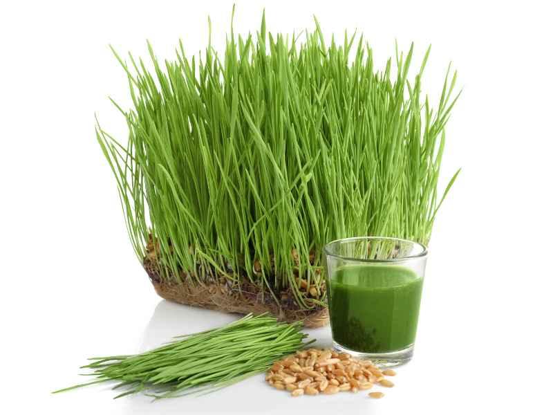 Impressive Benefits of Barley Grass and Wheatgrass: Everything You Need to Know