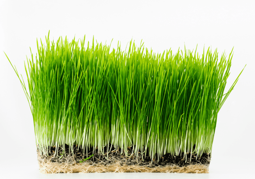 Impressive Benefits of Wheatgrass | What Does Wheatgrass Do to Your Body?