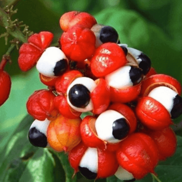 Impressive Guarana Benefits | Natural Alternative to Coffee and Energy Drink