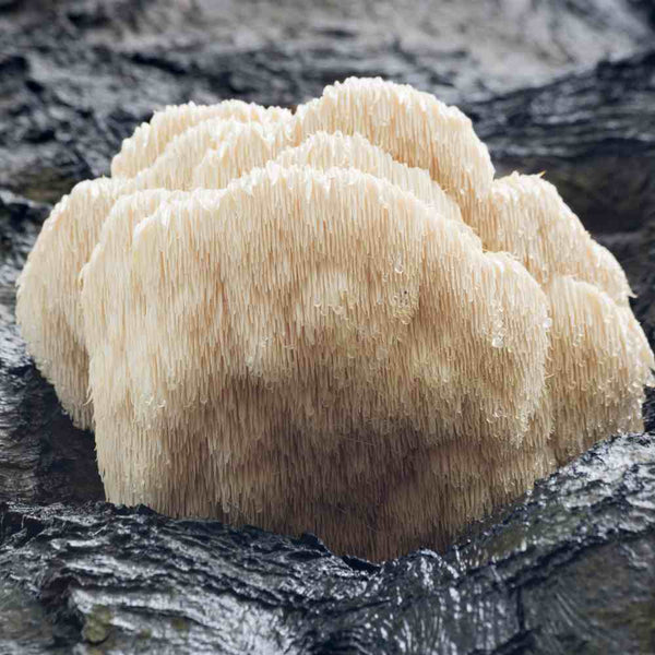 5 Reasons to Incorporate Lion's Mane Mushroom into Your Wellness Routine
